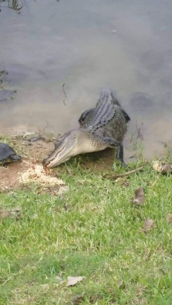 17. Aligator i żółw jedzący spaghetti niczym Lady i Tramp z Zakochanego Kundla