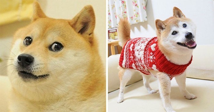 3. Doge (Kabosu)