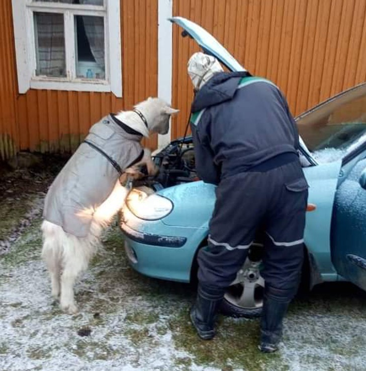 "Mój tata naprawia auto ze swoim małym pomocnikiem."