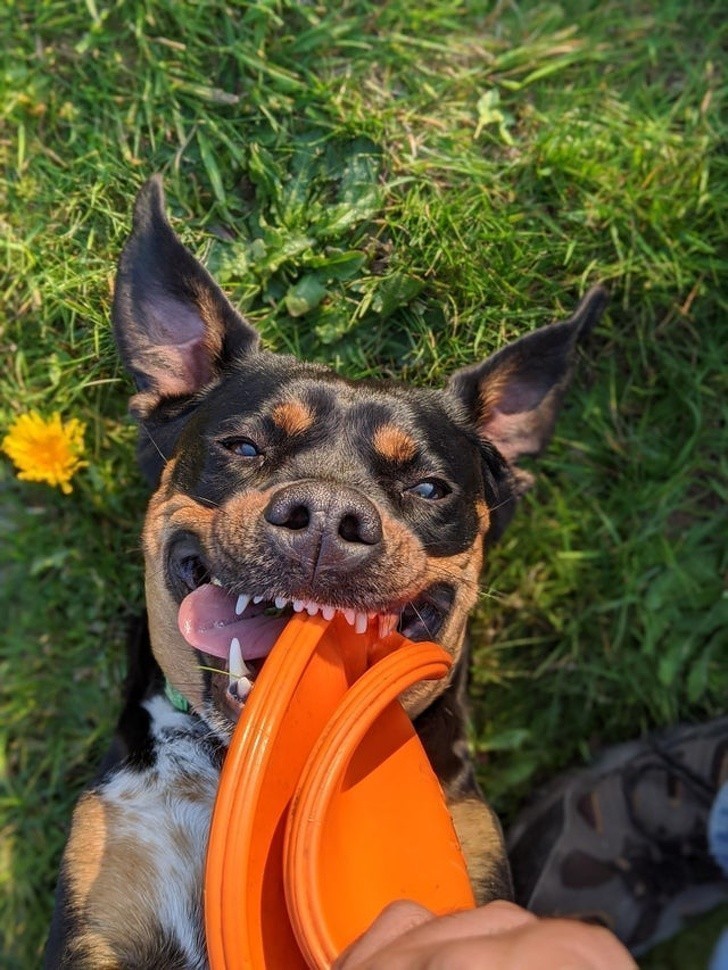 13. "Maya uwielbia zabawę z frisbee."