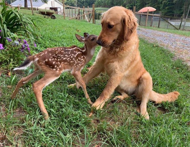 "Znajomy ma golden retrievera, który niedawno poznał nowego przyjaciela."