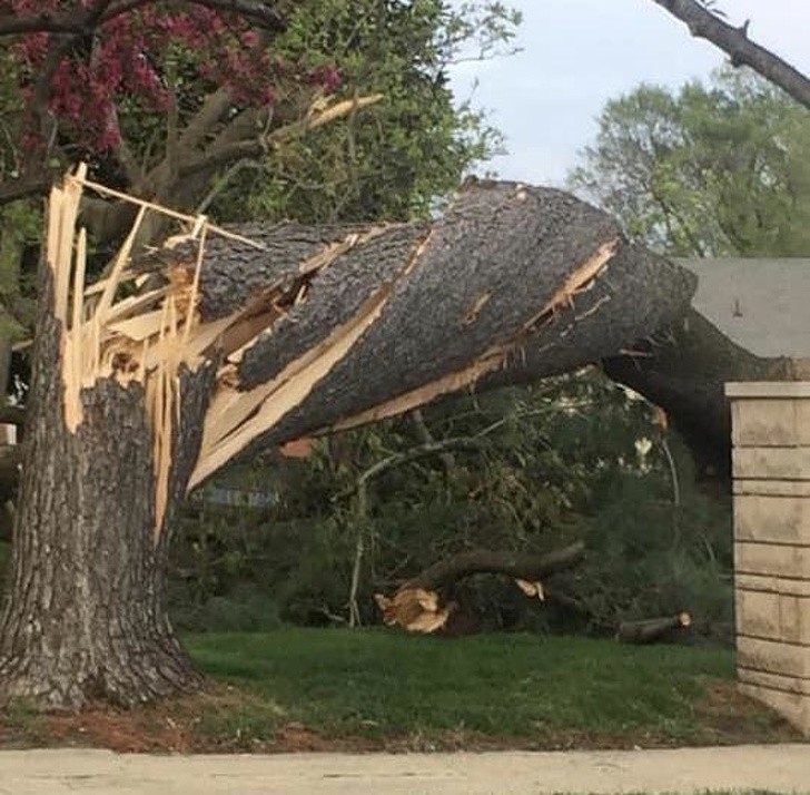 4. Drzewo poskręcane przez tornado