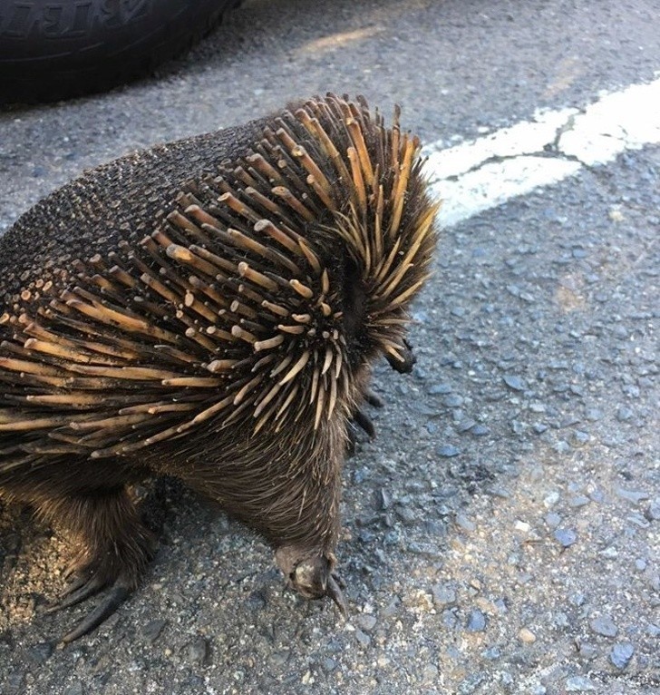 1. Australijska kolczatka nie boi się pożarów lasu. Po prostu zakopuje się głębiej w ziemi i śpi. Ten osobnik miał bliskie spotkanie z płomieniami, ale nic mu się nie stało.