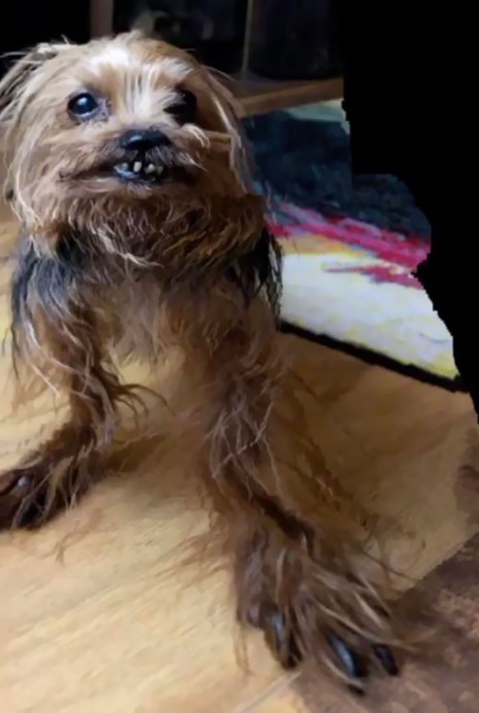 Chewbacca po roku w Rosji