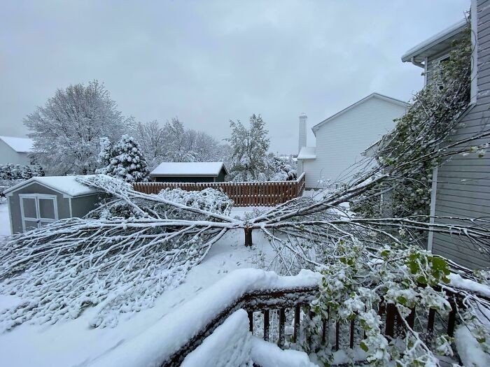 To drzewo rozpadło się w bardzo nietypowy sposób pod ciężarem śniegu.