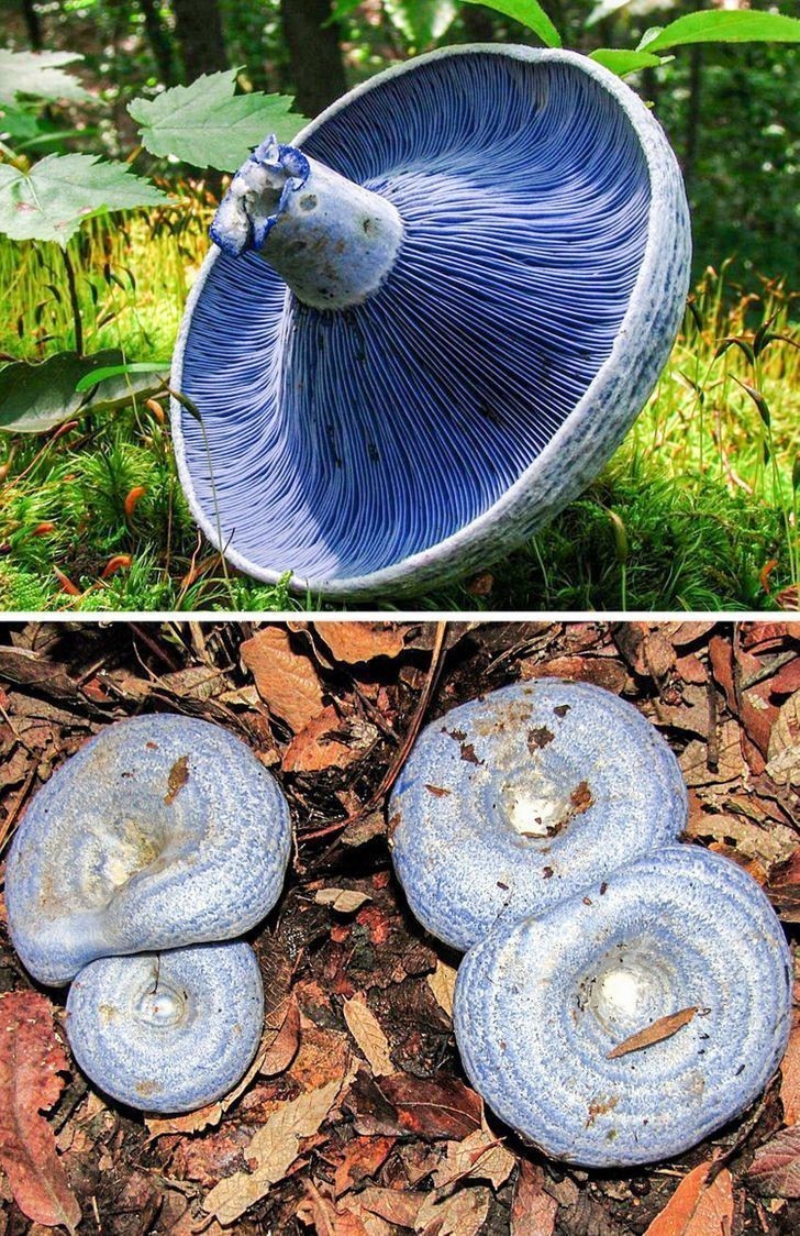 10. Grzyb o bardzo nietypowym kolorze - lactarius indigo