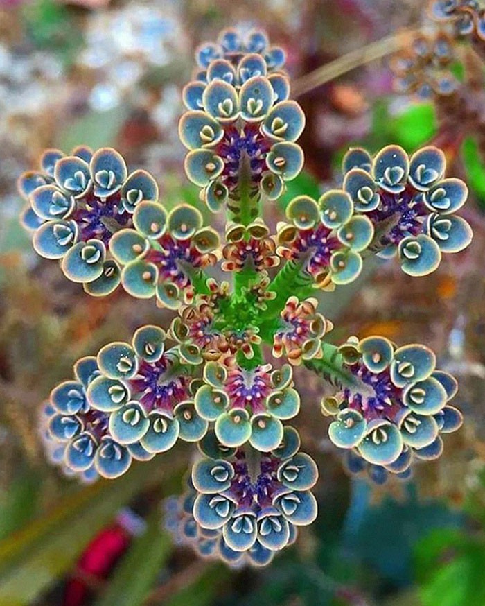 Ten sukulent Kalanchoe