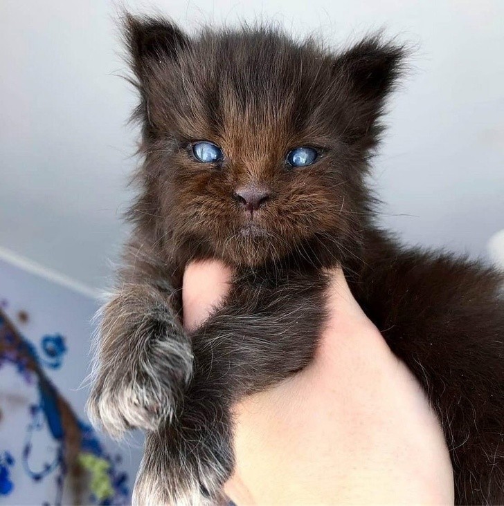 3. Niebieskooki maine coon