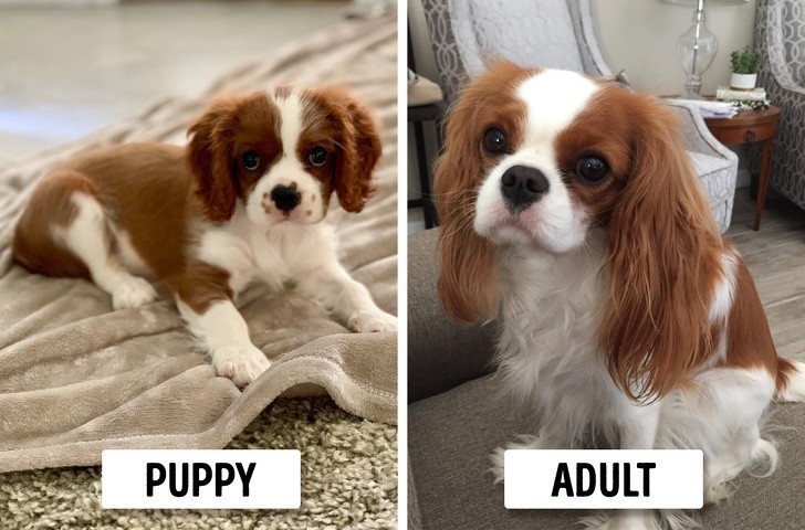 10. Cavalier king charles spaniel