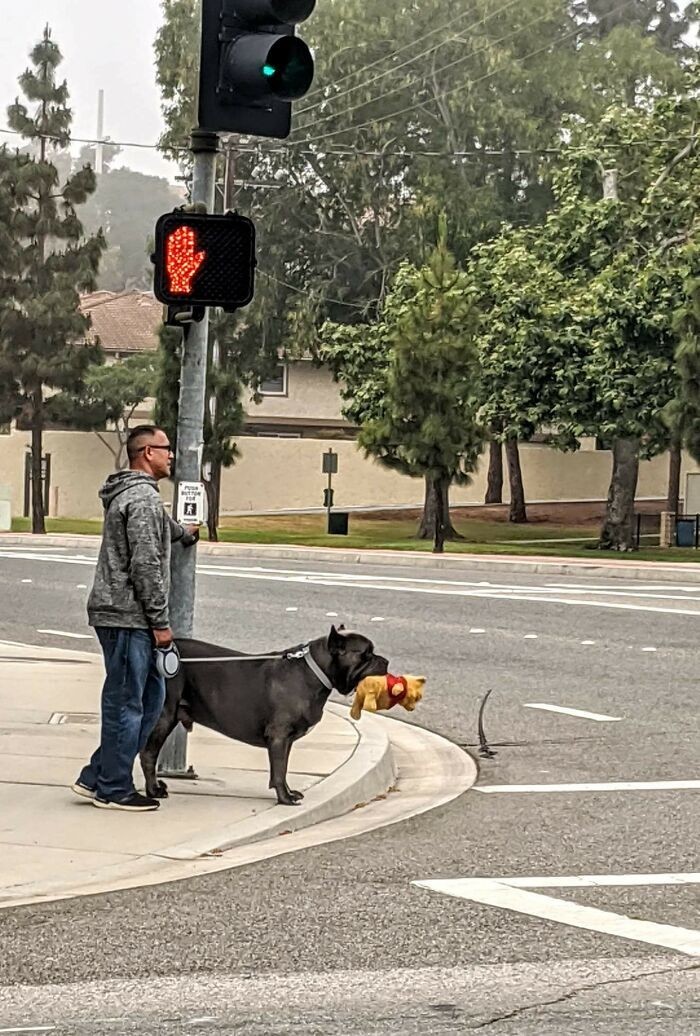 Pit Bull i jego miś