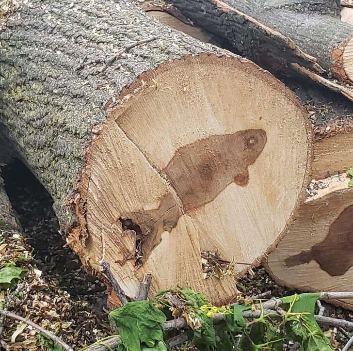 "Wnętrze tego drzewa wygląda jak ryba."