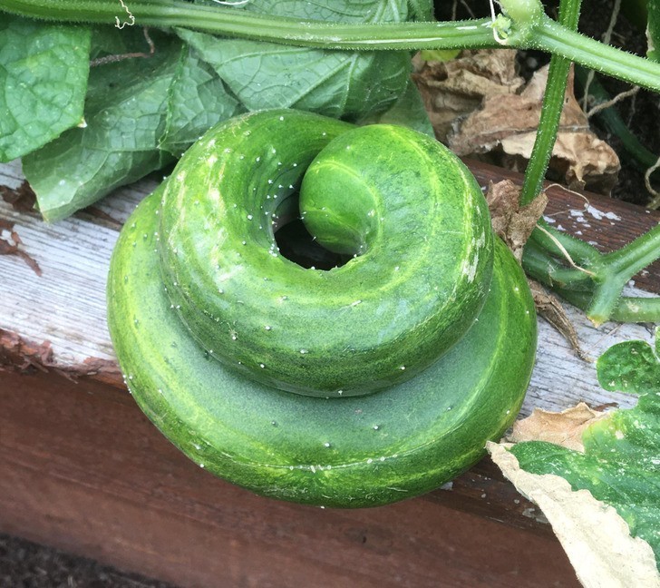 "Spiralny ogórek, który wyrósł u mnie w ogródku"