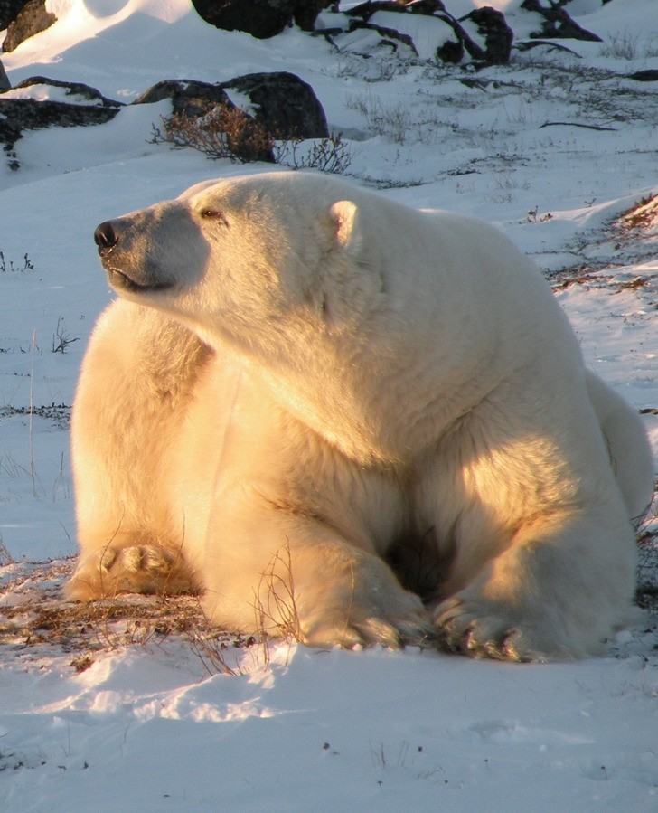 Niedźwiedzie polarne wcale nie są białe.