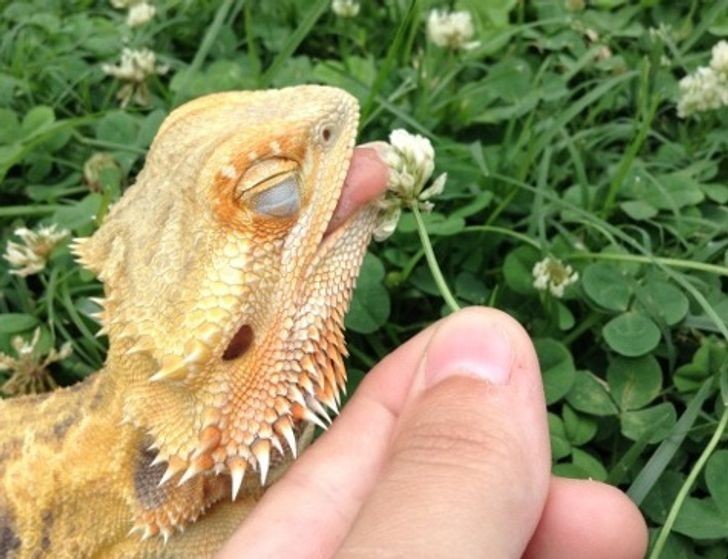 14. Ta pogona pokazuje jak wygląda prawdziwe szczęście."