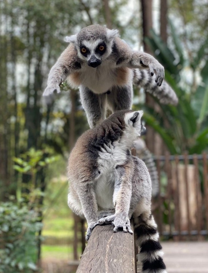 "Przypadkowe zdjęcie lemura. Narzeczona drgnęła, gdy lemur skoczył."