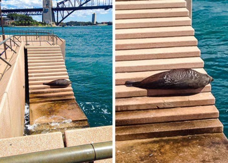 7. Foka wygrzewająca się na schodach przed Sydney Opera House