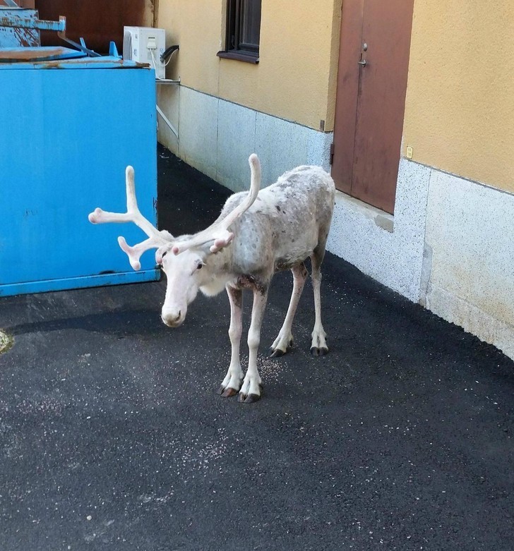 "Niespodziewany widok w pracy. Pracuję na północy Szwecji."