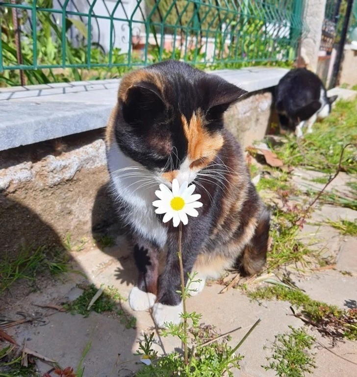 "Daisy ze stokrotką"