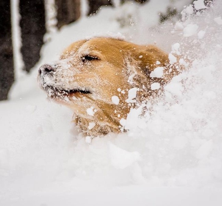 "Golden retriever mojej mamy podczas zabawy w śniegu"