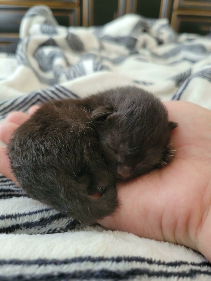 18. "Czterodniowe kocię. Jej mama zniknęła, więc wzięłam ją do siebie i karmię ją z butelki."