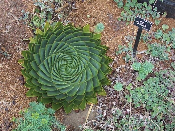 5. Ten aloes wyrósł w kształcie idealnej spirali