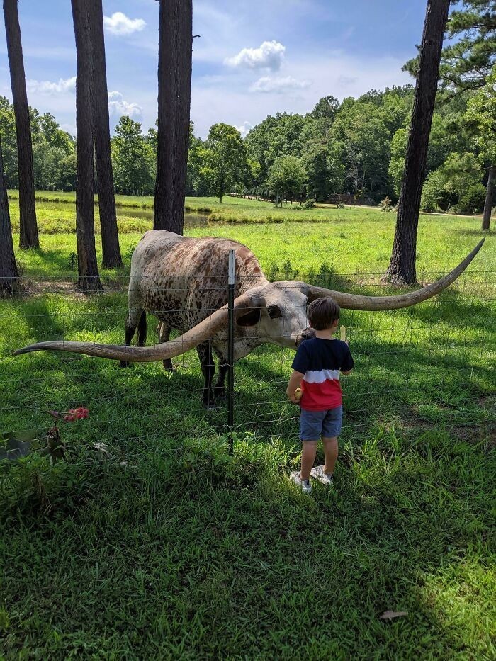 Texas longhorn - rasa bydła o niezwykle długich rogach