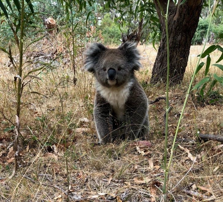 3. "Przepiękna koala. Do dziś nie przyzwyczaiłam się do życia w kraju, gdzie możesz natknąć się na takie widoki podczas zwykłego spaceru za miastem."