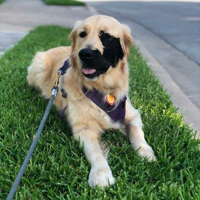 Golden retriever z rzadką czarną łatką na pysku