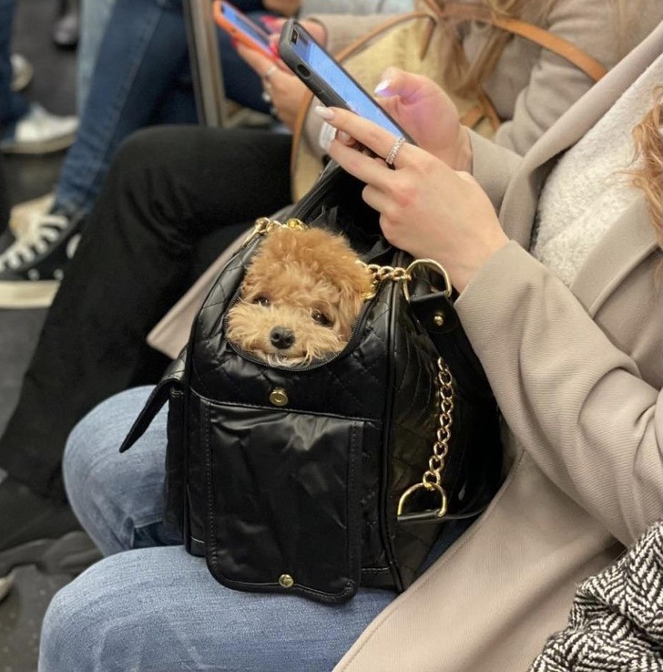 "Puszysty piesek zauważony w metrze"