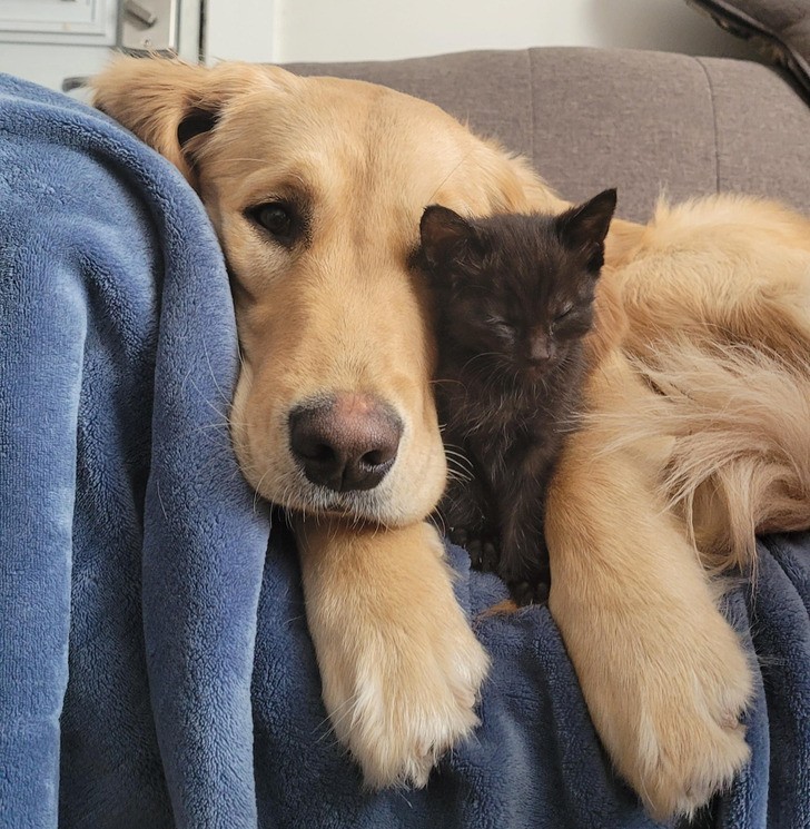 "Zaskoczyliśmy mojego brata prezentem urodzinowym w postaci kociaka, ale wygląda na to, że nasz golden retriever uznał, że to były jego urodziny."