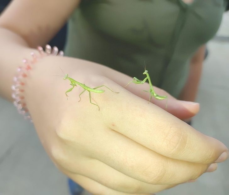 4. Te malutkie modliszki wyglądają jakby nieudolnie wklejono je w Photoshopie.