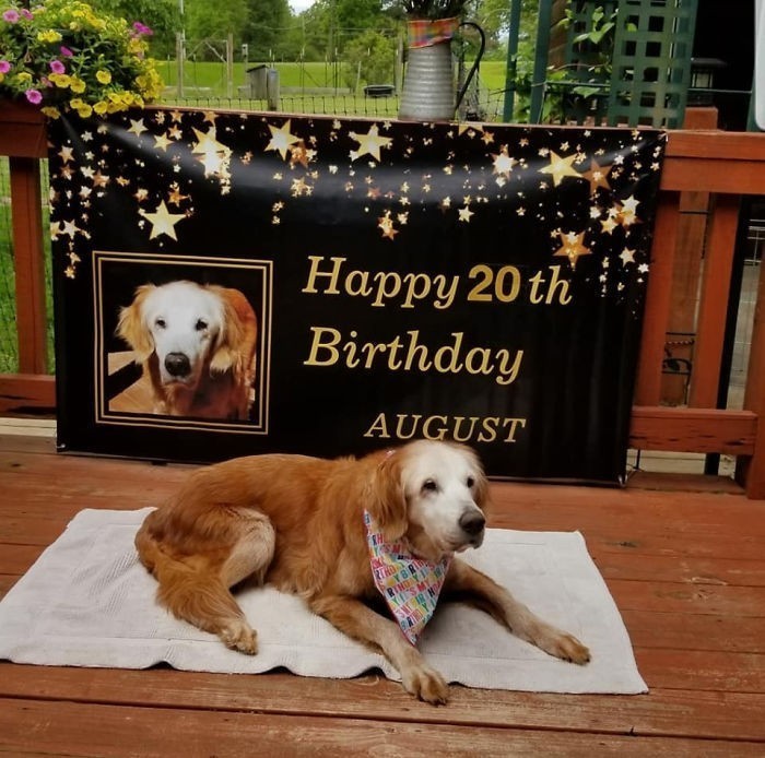 2. „Oto August, oficjalnie najstarszy żyjący golden retriever. W tym roku skończyła 20 lat.”