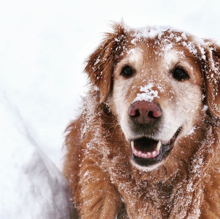 12. „Mój 14-letni golden retriever, wciąż skory do zabawy niczym szczeniak.”