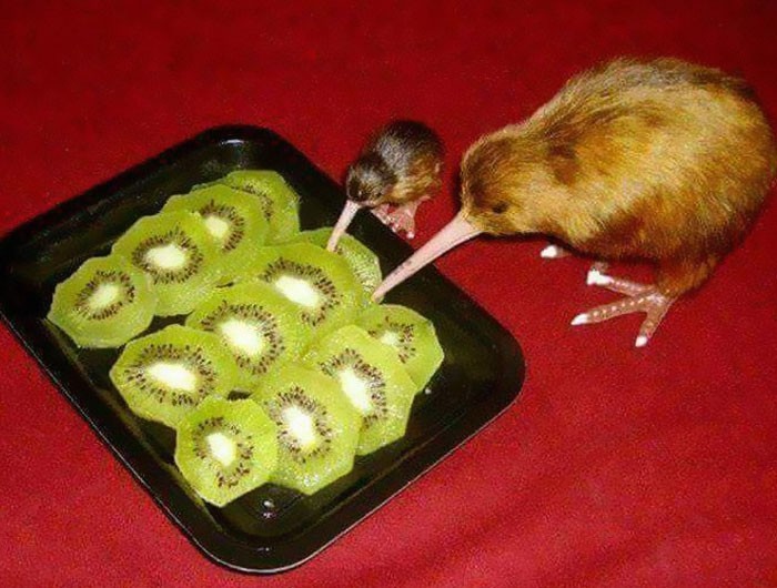  Kiwi jedzące kiwi 