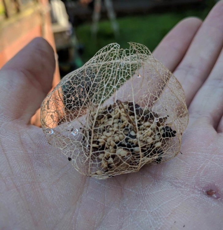 "Jeden z moich tomatillos zgnił i pozostawił fajną klatkę i nasiona."