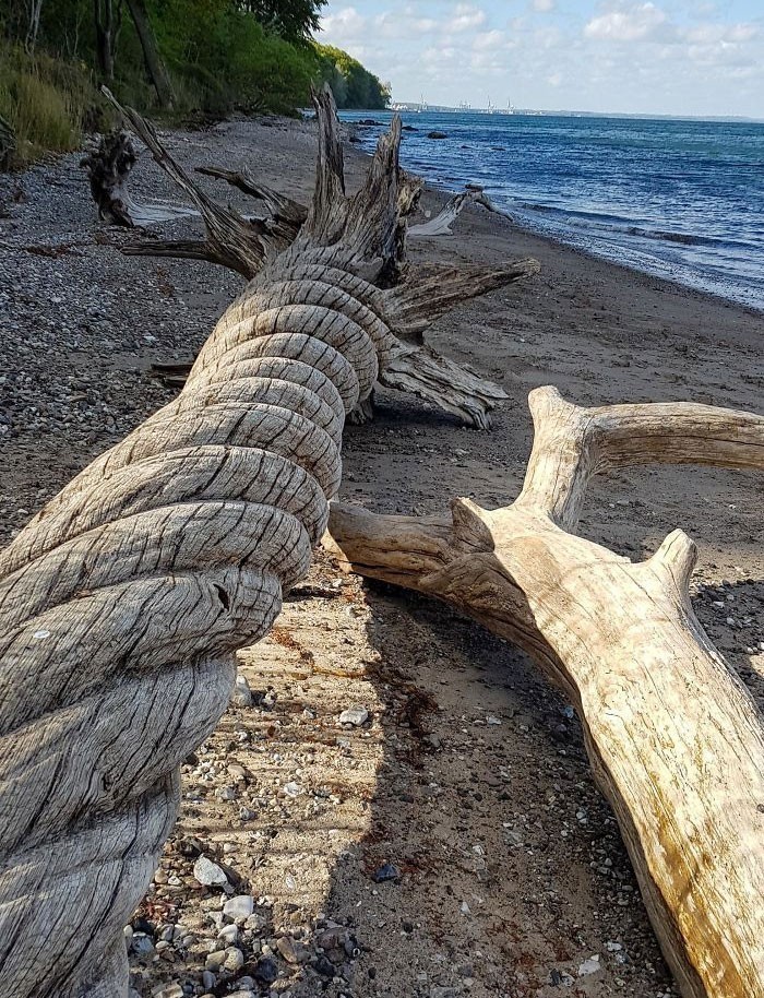 8. "Ten skręcony pień, który znalazłem na plaży"