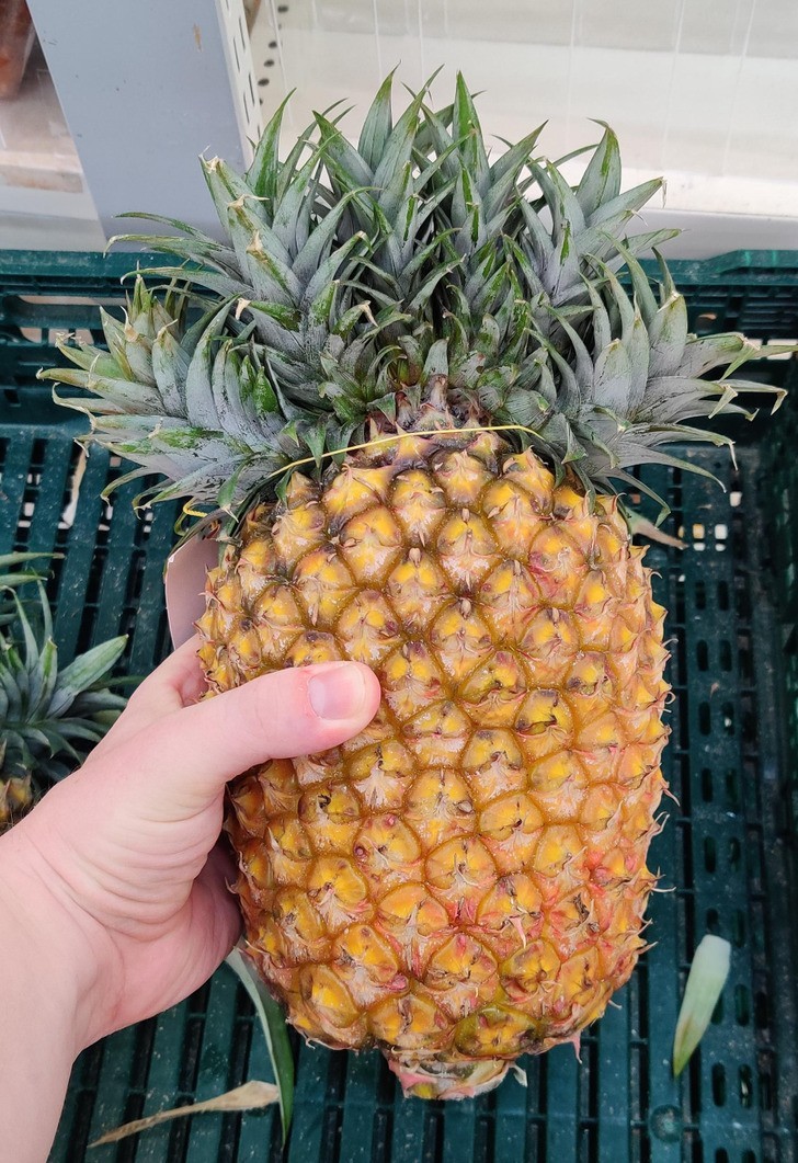 "Ananas 6 w 1"