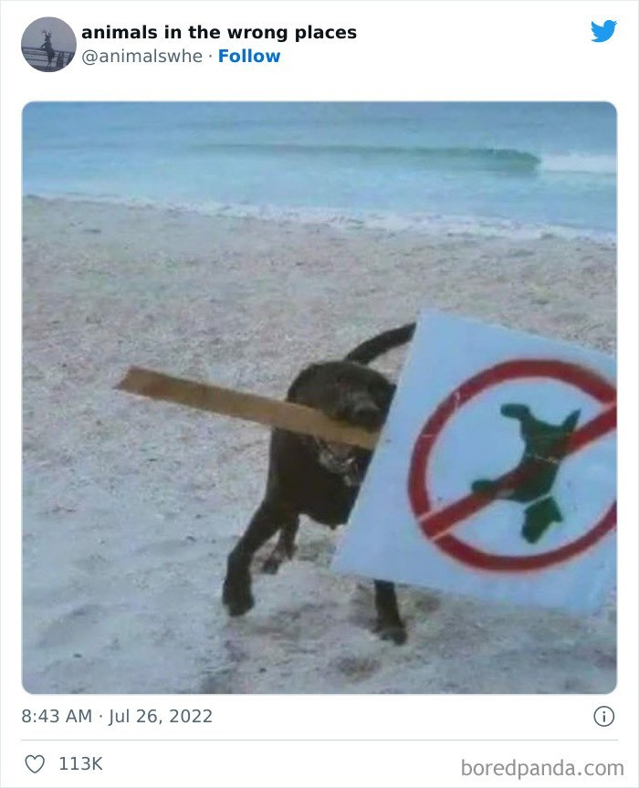  Anarchista 