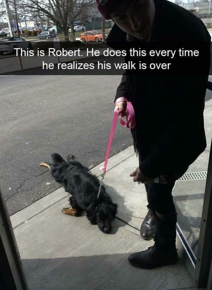 "Oto Robert. Robi to za każdym razem, gdy zdaje sobie sprawę, że spacer się skończył."