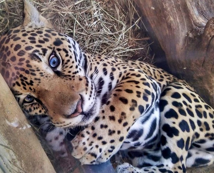 "Byłem dziś w zoo i zobaczyłem pięknego małego lamparta."