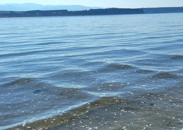 "Krzyżujące się fale zmieniły plażę w szachownicę."