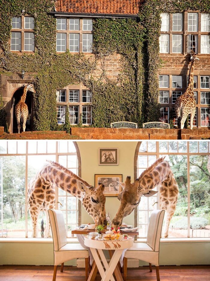 Giraffe Manor, Kenia