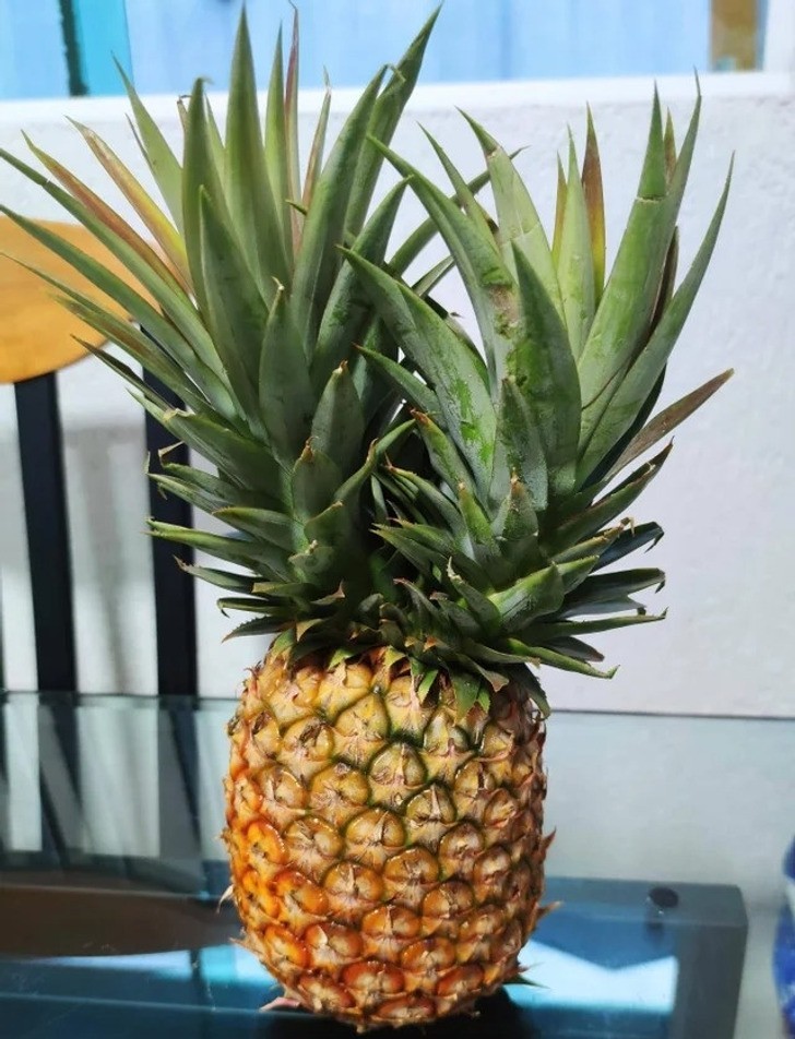 "Ananas z podwójną koroną"