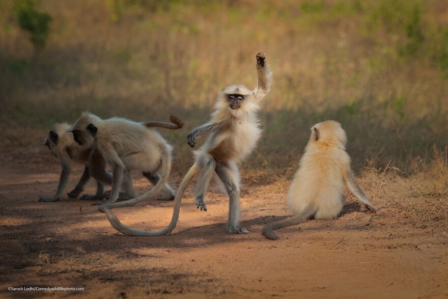 14. Roztańczony langur