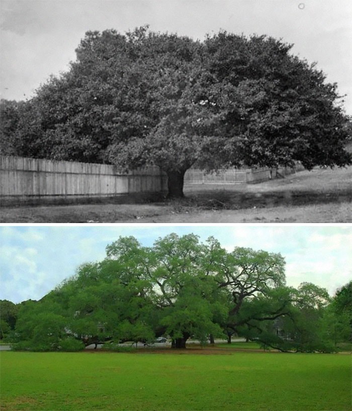 1. The Big Oak, Thomasville, Georgia (1895/2020)