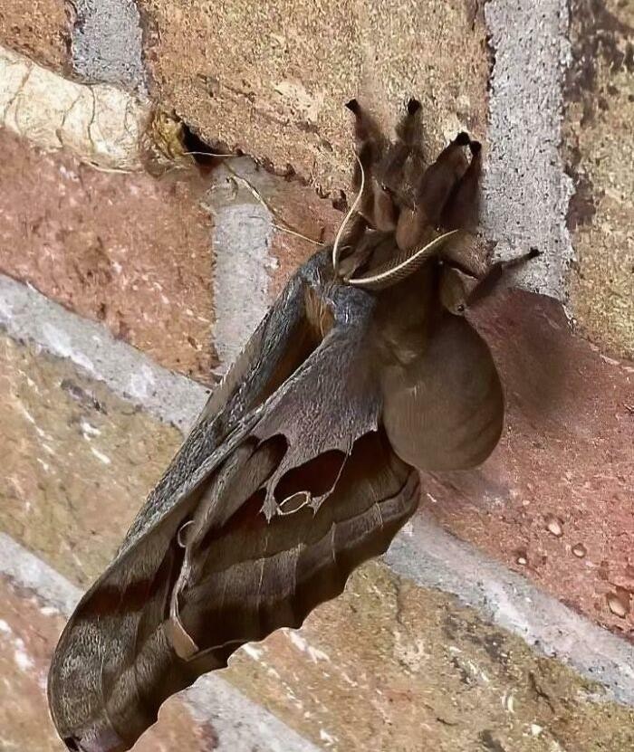 "Antheraea Polyphemus - prawie jak tarantula ze skrzydłami"