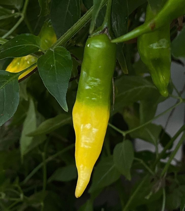 8. Idealnie dwukolorowa chili