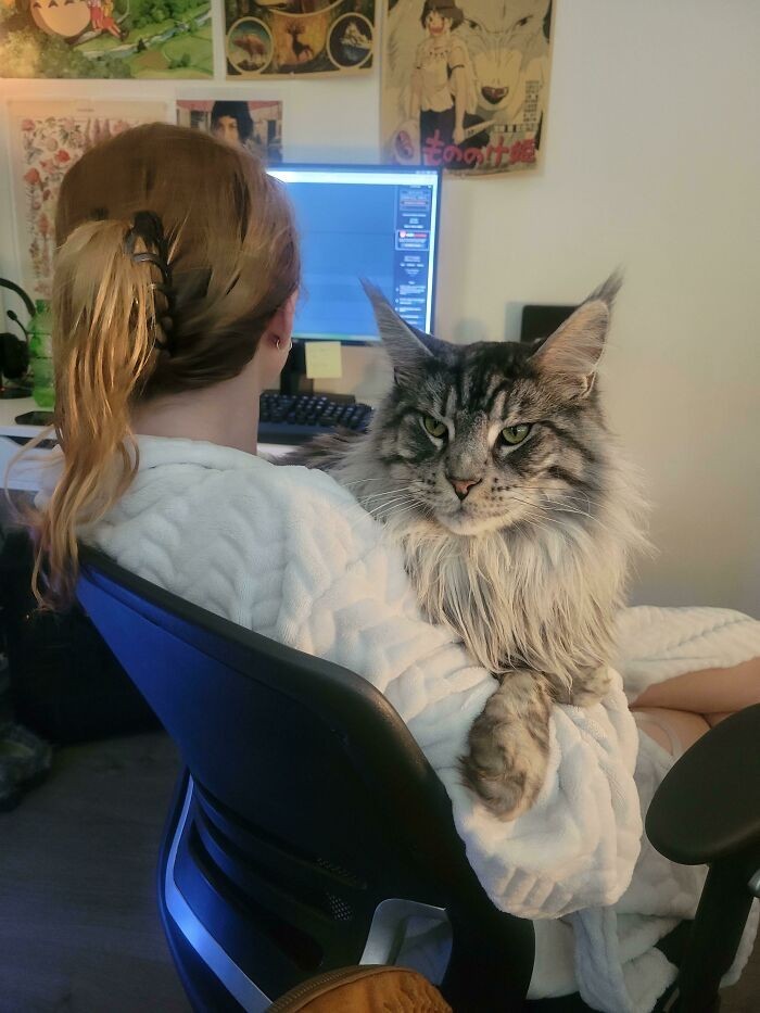 9. "Mój maine coon w porównaniu do mojej dziewczyny mierzącej 165 cm"