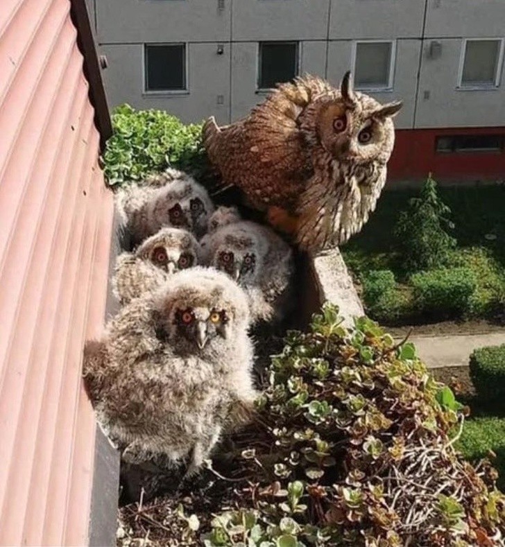 9. "Wyszedłem na balkon i zastałem tam tę rodzinkę. Spojrzały na mnie jakby chciały mi powiedzieć 'Na co się gapisz? Zamykaj te drzwi!'"