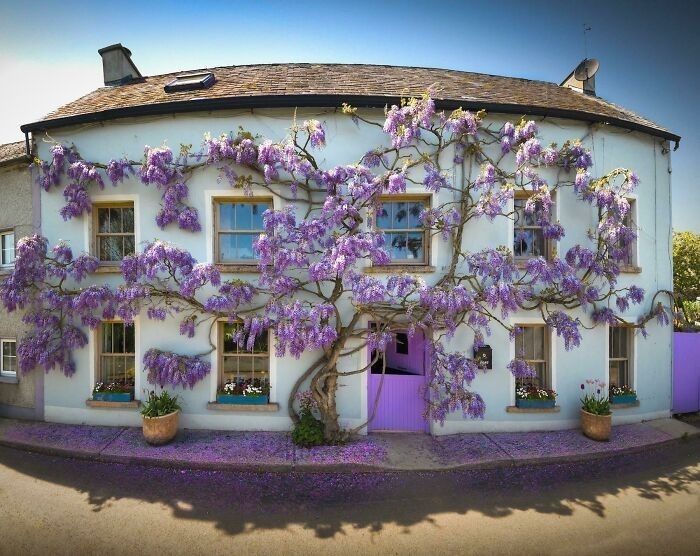 11. 24-letni domek "Wisteria", Kilkenny, Irlandia